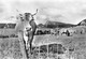 Lac De Joux Le Chenit Vache Vaches Cloche - Le Chenit