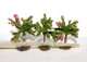 BUSCH - LOT De 3 ARBRE FLEUR, FRUIT FEUILLE MOUSSE DECOR PAYSAGE H:6cm MINIATURE - MODELISME FERROVIAIRE  (1712.74) - Scenery