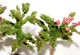 Delcampe - BUSCH - LOT De 3 ARBRE FLEUR, FRUIT FEUILLE MOUSSE DECOR PAYSAGE H:6cm MINIATURE - MODELISME FERROVIAIRE  (1712.74) - Décors