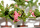 Delcampe - BUSCH - LOT De 5 ARBRE FLEUR, FRUIT FEUILLE MOUSSE DECOR PAYSAGE H:6cm MINIATURE - MODELISME FERROVIAIRE  (1712.75) - Décors