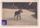 Chien De Chasse à Celles Sur Plaine - Rare Petite Photo 1922 8x5,5cm Vosges Epagneul A86-22 - Lugares