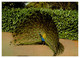 0078 / Peacock Austalia Male Gorge Botanical Gardens Launceston Tasmania - Lauceston