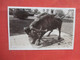 RPPC. Lygia & The Bull Sarasota    Florida >     Ref. 5889 - Sarasota