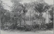 C. P. A. : GUYANE : CAYENNE Ses Environs) Défrichement En 1902 Du Domaine De MONTJOLY Pour Recevoir Sinistrés Martinique - Cayenne