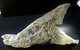 Gypsum ' Fer De Lance '  (12 X 5.5 X 1 Cm ) Old Gypsum Quarries - Meaux - Ile-de-France, France - Minéraux