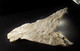 Gypsum ' Fer De Lance '  (12 X 5.5 X 1 Cm ) Old Gypsum Quarries - Meaux - Ile-de-France, France - Minéraux