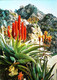 ►   Côte D'Azur  Jardin Exotique Plante  Grasse - Cactus