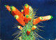 ►     Cactus   Publicité Produits   Pharmaceutiques Percuta Pneumine  Laboratoire Ronchèse Nice - Cactusses