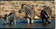 3893 - 3 D - Zebra - Zebre