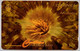 Dominica CW 9CDMA  EC$10 "  Anemone " - Dominica