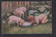 B62 /   Kunstkarte Arno Von Riesen / Schweinchen Schweine 1919 - Riesen, Arno Von
