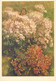 Postcard Medicinal Plants Crassulaceae Sedum Album Weisser Mauerpfeffer Orpin Blane - Piante Medicinali