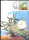 BRAZIL(1983) Cacti. Set Of 3 Maximum Cards With Illustrated Cancel. Scott Nos 1880-2, Yvert Nos 1622-4. Beautiful! - Maximum Cards