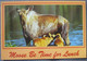 USA UNITED STATES ALASKA MOOSE POSTCARD CARD CARTE POSTALE ANSICHTSKARTE CP PC AK POSTKARTE TARJETA POSTAL - Fairbanks