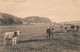 Namur  Belgique (7563) Vaches Dans La  Prairie - Yvoir