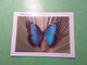 CARTE POSTALE  COSTA RICA BLUE MORPHO PAPILLON VIGNETTE DE DISTRIBUTEUR THEME GRENOUILLE - Costa Rica