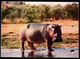 Ivori Coast 1975 / Animaux D'Afrique - Hippopotame En Liberté, African Animals - Hippopotamuses, Hippo - Ippopotami
