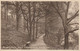 REIGATE PARK -WALK IN THE WOODS. - Surrey