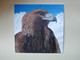 TABLEAU AIGLE Rapace Oiseau Peinture Acrylique Sur Toile Signé N.Petry - Acrilici