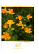 LES FLEURS DE BACH - MIMULUS -MIMULE - Carte Postale N° 20 EDITIONS CO-CREATIVES - Medicinal Plants