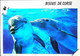 ►   Dauphin     Bisous De Corse - Dauphins