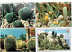 Lot 12 Cpm MONACO Jardin Exotique CACTUS âne Azur Agave Coussin De Belle-mère Candélabre Costume  SANARY BANDOL GIENS - Cactus