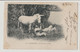 CPA-EGYPTE-ALEXANDRIE// ANE ET ANIERS EN REPOS PRECURSEUR 20-III- 1902  BE  Circulée PRECURSEUR - Alexandrie