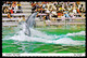 USA United States / Dolphin Tail Walk, Dolphin Show, Sea World, San Diego, California / Unused, Uncirculated - San Diego