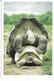 CP GIANT TORTOISES -geochelone Elephantopus, Galapagos -11x16cm - Schildpadden