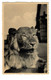 Ruanda-Urundi  Lion - Ruanda-Urundi