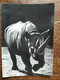 L41/402 RHINOCEROS D'AFRIQUE - Rhinozeros