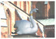 Germany:Bad Doberan, Swan With Angel's Crown In Front Of The Cathedral - Bad Doberan