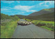 Ireland (North) - Co Down - Shepherding In The Mournes - On The Road - Down