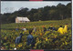 51 -  Vendanges En Champagne - La Cueillette - Champagne-Ardenne