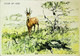 ►  Illustration  1950 Voor Het Kind Antilope Antillaise - Sonstige & Ohne Zuordnung