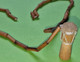 Ancien Petit COLLIER De MADAGASCAR - Avec Fermoir - Tambour Long - Bois - Vers 1990 - Ethnics