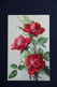 Fleurs : LA ROSE - Blumen