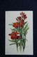Fleurs : GIROFLEE - Blumen