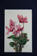 Fleurs : CYCLAMEN - Blumen