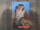 SLOVENSKO  - LARGE HAWK   50 000  PIECES - Eagles & Birds Of Prey