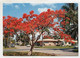 AK 111360 USA -Florida - Royal Poinciana - Andere & Zonder Classificatie