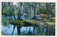 AK 111417 USA - Florida - Silver Springs - Along Silver River - Silver Springs