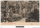 12666g HAWAII - Typical Garden - Hawaiian Islands - 1911 - Hawaï