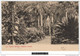 12666g HAWAII - Typical Garden - Hawaiian Islands - 1911 - Big Island Of Hawaii