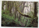 AK 111962 COSTA RICA - Cloudy Forest On Barva Volcano - Costa Rica