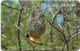 Namibia - Telecom Namibia - Birds Of Namibia, Masked Weaver, Solaic, 1999, 20$, Used - Namibia