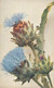 Postcard Artichoke Wild Medicinal Flower - Medicinal Plants