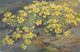 Flora Post Card Wild Flowers Signed Painting A. Haller - Haller, A.