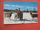 Feeding Hungary Deer. Yellowstone National Park. Wyoming.      Ref 5925 - Columbus