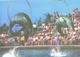 Georgia:Batumi Delfinarium, Arena, Dolphin In Action, 1980 - Dauphins